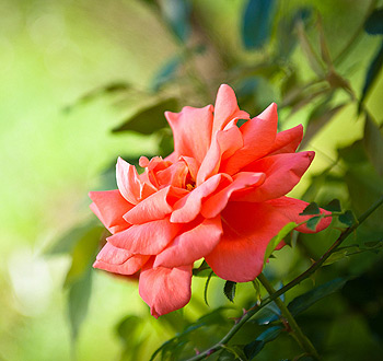 密钥商城正规的网站防ddos攻击