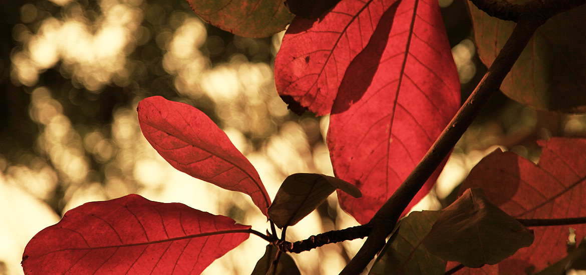 免费ddos压力测试平台